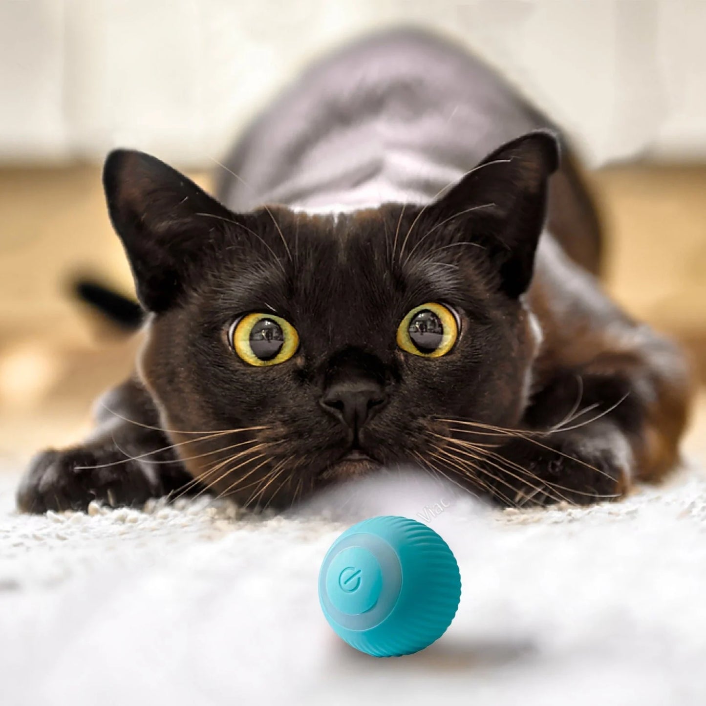 NEW Cat Toy Ball