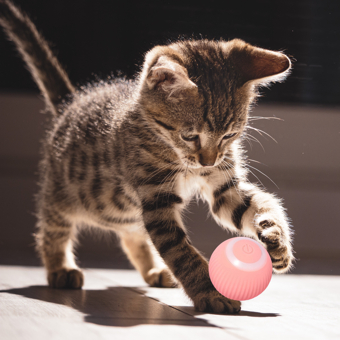 NEW Cat Toy Ball